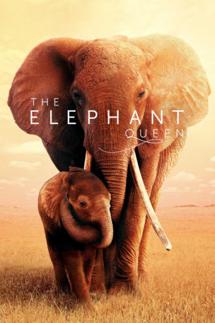 Elephant Queen